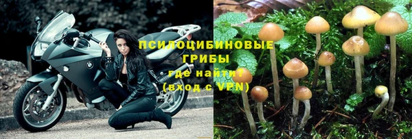 индика Бородино